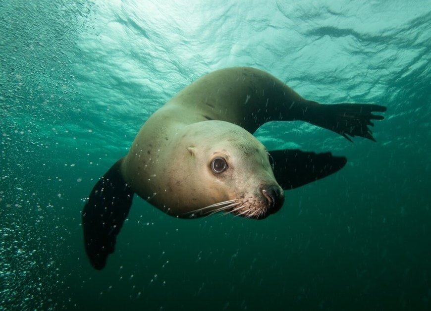 "Alarming Toll: Toxic Algae Blooms Threaten Sea Lions " What do you know about sea lions?